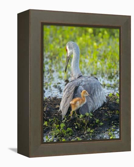 Sandhill Crane on Nest with Colt under Wing, Florida-Maresa Pryor-Framed Premier Image Canvas