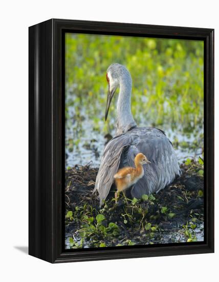 Sandhill Crane on Nest with Colt under Wing, Florida-Maresa Pryor-Framed Premier Image Canvas