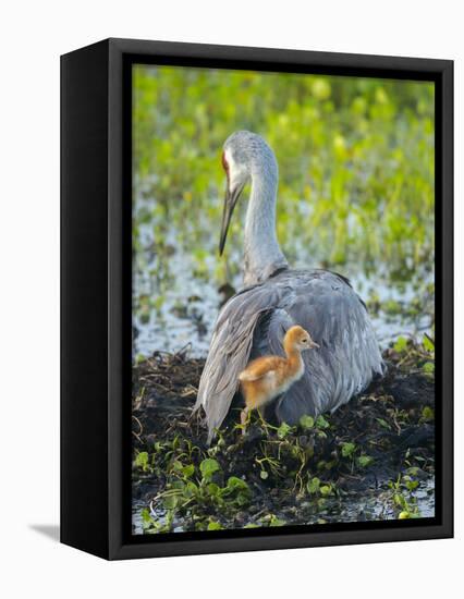 Sandhill Crane on Nest with Colt under Wing, Florida-Maresa Pryor-Framed Premier Image Canvas