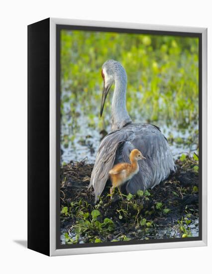 Sandhill Crane on Nest with Colt under Wing, Florida-Maresa Pryor-Framed Premier Image Canvas