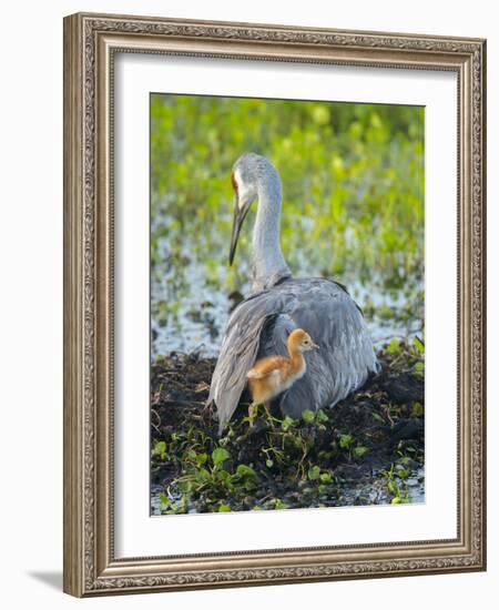 Sandhill Crane on Nest with Colt under Wing, Florida-Maresa Pryor-Framed Photographic Print