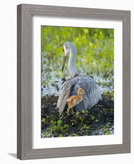 Sandhill Crane on Nest with Colt under Wing, Florida-Maresa Pryor-Framed Photographic Print