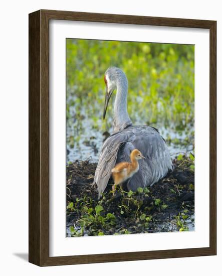 Sandhill Crane on Nest with Colt under Wing, Florida-Maresa Pryor-Framed Photographic Print