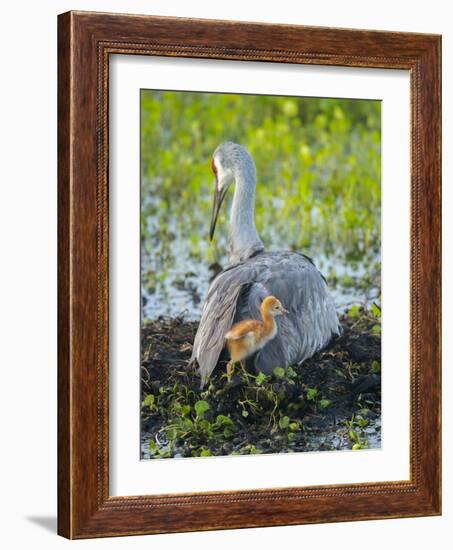 Sandhill Crane on Nest with Colt under Wing, Florida-Maresa Pryor-Framed Photographic Print