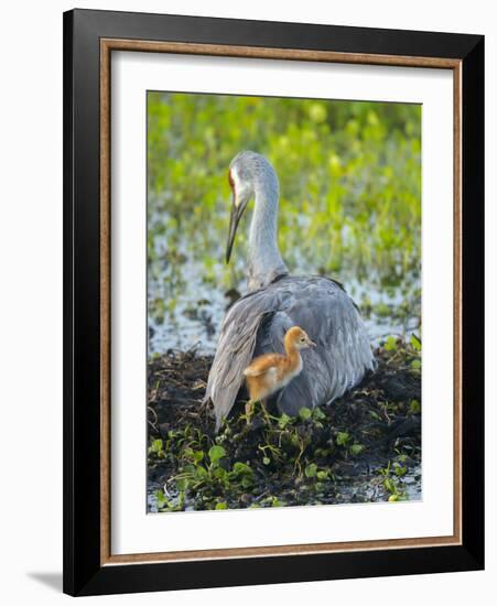 Sandhill Crane on Nest with Colt under Wing, Florida-Maresa Pryor-Framed Photographic Print