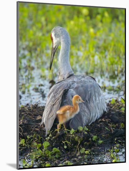 Sandhill Crane on Nest with Colt under Wing, Florida-Maresa Pryor-Mounted Photographic Print