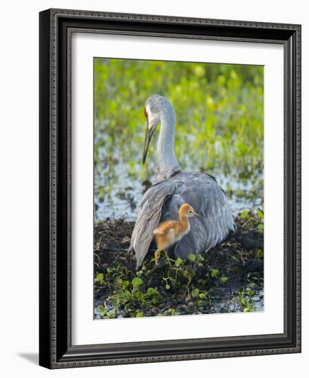 Sandhill Crane on Nest with Colt under Wing, Florida-Maresa Pryor-Framed Photographic Print