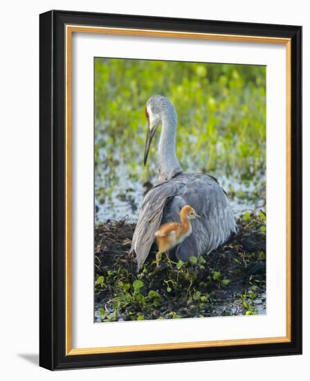 Sandhill Crane on Nest with Colt under Wing, Florida-Maresa Pryor-Framed Photographic Print