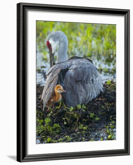 Sandhill Crane on Nest with Colt under Wing, Florida-Maresa Pryor-Framed Photographic Print