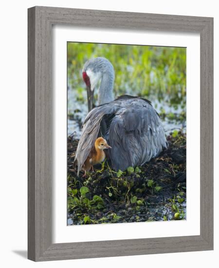 Sandhill Crane on Nest with Colt under Wing, Florida-Maresa Pryor-Framed Photographic Print