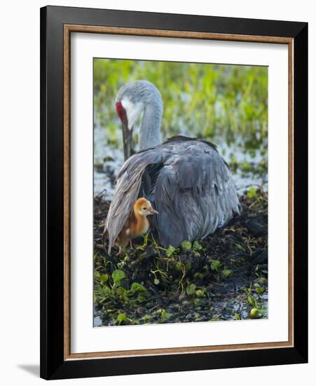 Sandhill Crane on Nest with Colt under Wing, Florida-Maresa Pryor-Framed Photographic Print