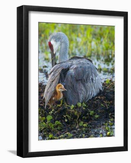 Sandhill Crane on Nest with Colt under Wing, Florida-Maresa Pryor-Framed Photographic Print