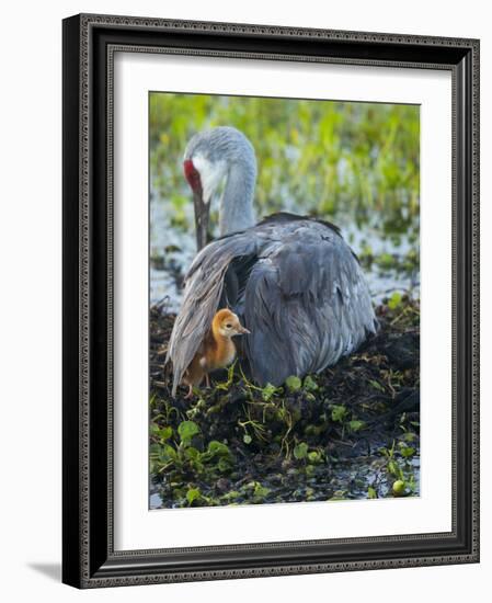 Sandhill Crane on Nest with Colt under Wing, Florida-Maresa Pryor-Framed Photographic Print