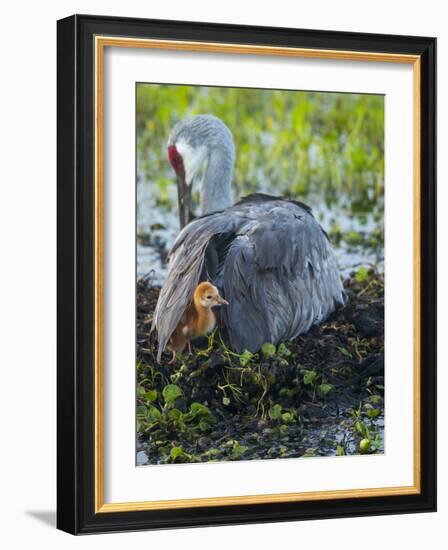 Sandhill Crane on Nest with Colt under Wing, Florida-Maresa Pryor-Framed Photographic Print