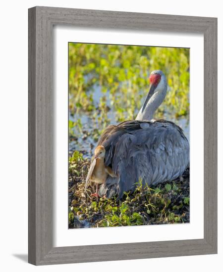 Sandhill Crane on Nest with One Day Old Colt Peaking Out of Feathers, Florida-Maresa Pryor-Framed Photographic Print