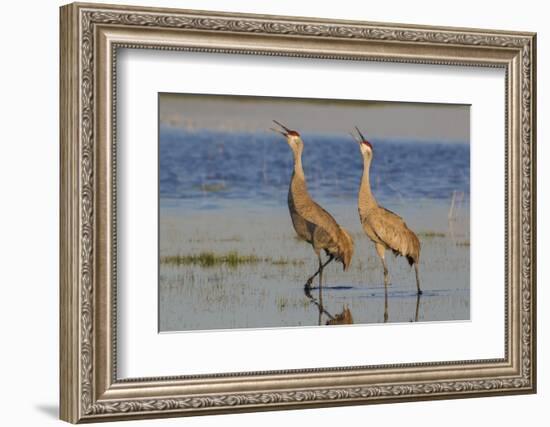 Sandhill crane pair calling-Ken Archer-Framed Photographic Print