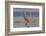 Sandhill crane pair calling-Ken Archer-Framed Photographic Print