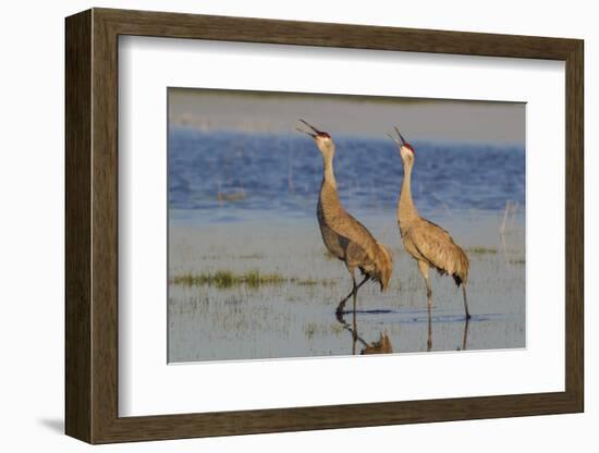 Sandhill crane pair calling-Ken Archer-Framed Photographic Print