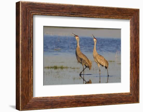 Sandhill crane pair calling-Ken Archer-Framed Photographic Print