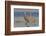 Sandhill crane pair calling-Ken Archer-Framed Photographic Print