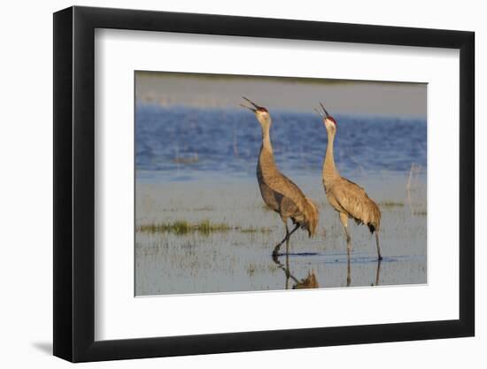 Sandhill crane pair calling-Ken Archer-Framed Photographic Print