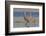 Sandhill crane pair calling-Ken Archer-Framed Photographic Print