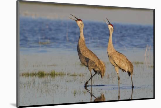 Sandhill crane pair calling-Ken Archer-Mounted Photographic Print