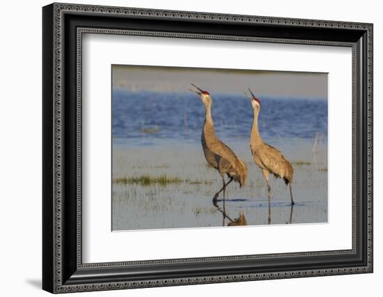 Sandhill crane pair calling-Ken Archer-Framed Photographic Print