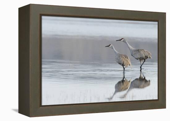 Sandhill Crane Pair Preparing to Take Flight-Ken Archer-Framed Premier Image Canvas