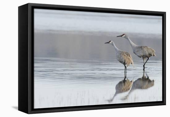 Sandhill Crane Pair Preparing to Take Flight-Ken Archer-Framed Premier Image Canvas