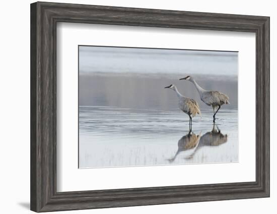 Sandhill Crane Pair Preparing to Take Flight-Ken Archer-Framed Photographic Print