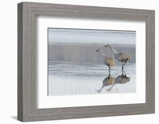 Sandhill Crane Pair Preparing to Take Flight-Ken Archer-Framed Photographic Print