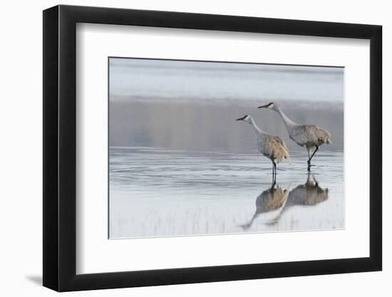 Sandhill Crane Pair Preparing to Take Flight-Ken Archer-Framed Photographic Print