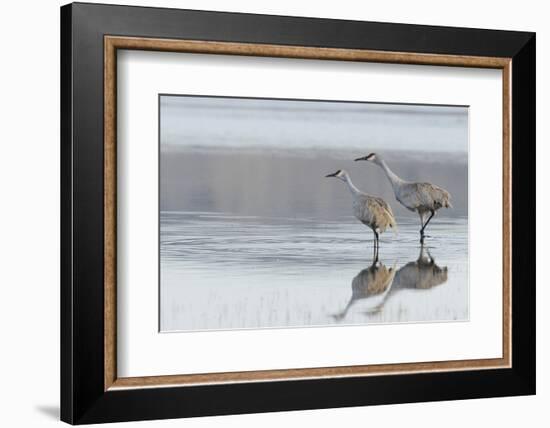 Sandhill Crane Pair Preparing to Take Flight-Ken Archer-Framed Photographic Print