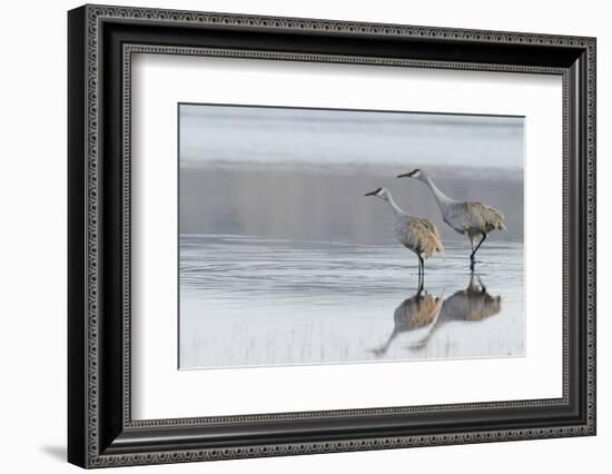 Sandhill Crane Pair Preparing to Take Flight-Ken Archer-Framed Photographic Print