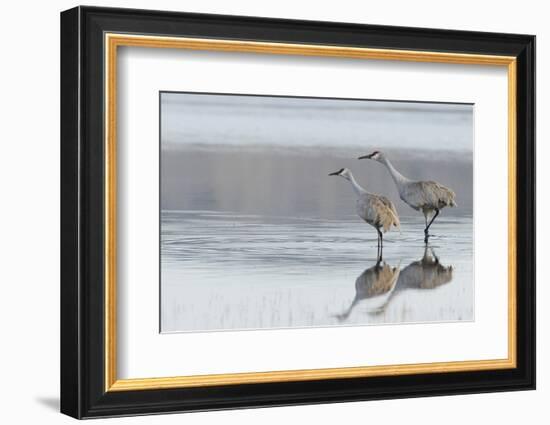 Sandhill Crane Pair Preparing to Take Flight-Ken Archer-Framed Photographic Print