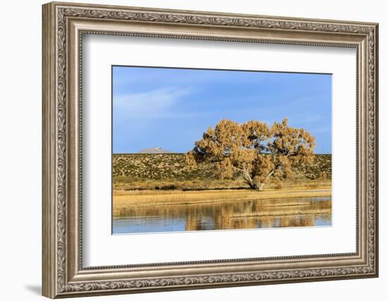 Sandhill Crane Pond, Bosque Del Apache National Wildlife Refuge, New Mexico-Maresa Pryor-Framed Photographic Print