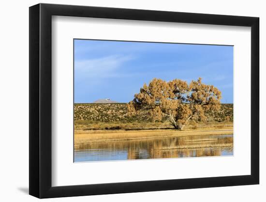 Sandhill Crane Pond, Bosque Del Apache National Wildlife Refuge, New Mexico-Maresa Pryor-Framed Photographic Print