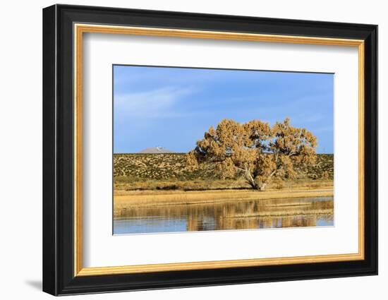 Sandhill Crane Pond, Bosque Del Apache National Wildlife Refuge, New Mexico-Maresa Pryor-Framed Photographic Print