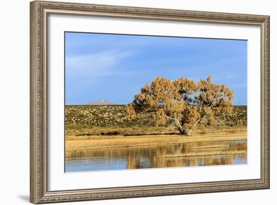 Sandhill Crane Pond, Bosque Del Apache National Wildlife Refuge, New Mexico-Maresa Pryor-Framed Photographic Print