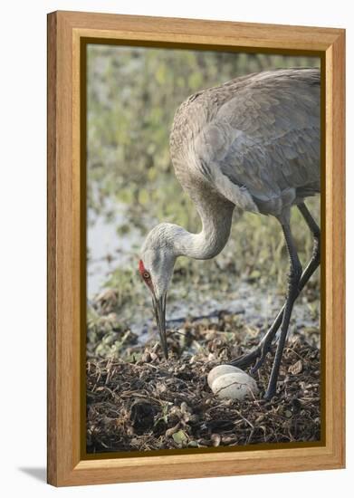 Sandhill Crane Rebuilding Nest, Florida-Maresa Pryor-Framed Premier Image Canvas