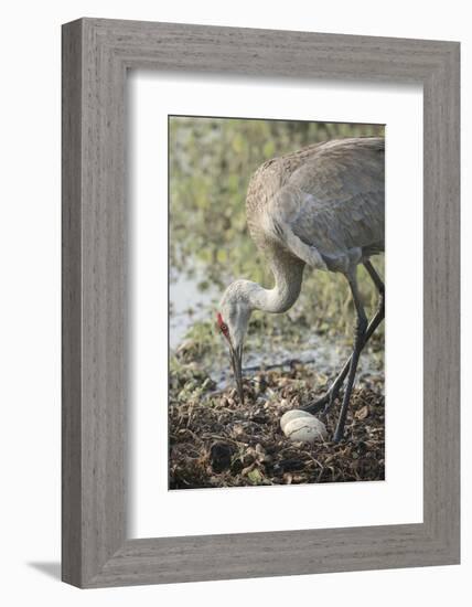 Sandhill Crane Rebuilding Nest, Florida-Maresa Pryor-Framed Photographic Print