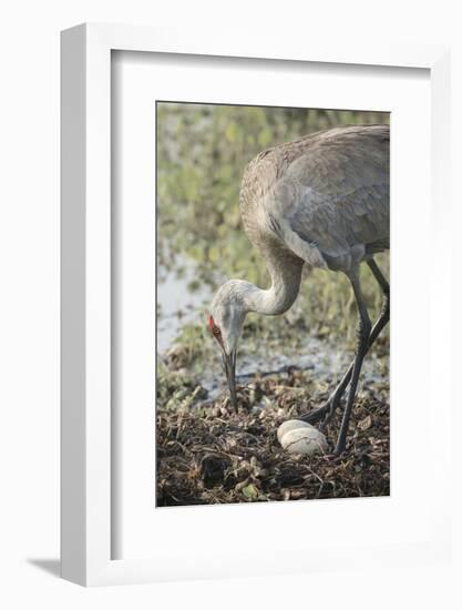 Sandhill Crane Rebuilding Nest, Florida-Maresa Pryor-Framed Photographic Print