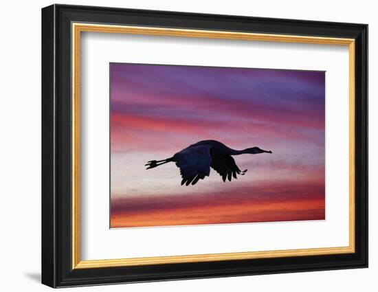 Sandhill crane silhouetted flying at sunset. Bosque del Apache National Wildlife Refuge, New Mexico-Adam Jones-Framed Photographic Print
