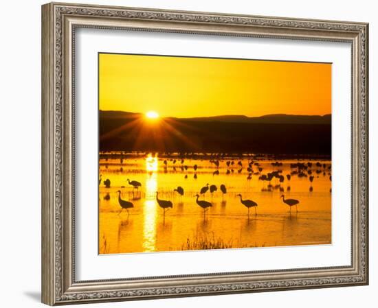 Sandhill Crane Sunrise, Bosque del Apache, New Mexico, USA-Rob Tilley-Framed Photographic Print