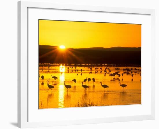 Sandhill Crane Sunrise, Bosque del Apache, New Mexico, USA-Rob Tilley-Framed Photographic Print