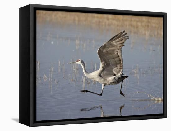 Sandhill Crane Taking Off, Bosque Del Apache National Wildlife Refuge-James Hager-Framed Premier Image Canvas