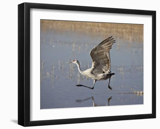 Sandhill Crane Taking Off, Bosque Del Apache National Wildlife Refuge-James Hager-Framed Photographic Print