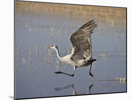 Sandhill Crane Taking Off, Bosque Del Apache National Wildlife Refuge-James Hager-Mounted Photographic Print