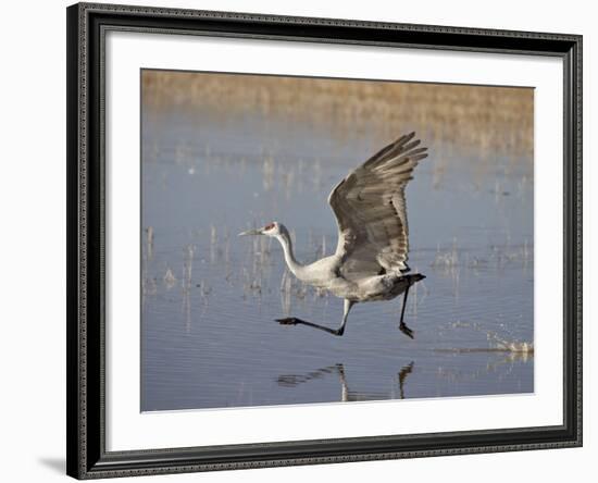 Sandhill Crane Taking Off, Bosque Del Apache National Wildlife Refuge-James Hager-Framed Photographic Print